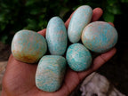 Polished Amazonite Palm Stones x 24 From Zimbabwe