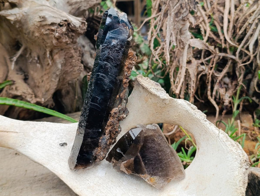 Natural Morion Smokey Quartz Crystals x 39 From Mulanje, Malawi