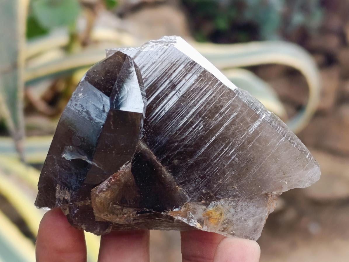 Natural Morion Smokey Quartz Crystals x 39 From Mulanje, Malawi