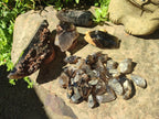 Natural Morion Smokey Quartz Crystals x 39 From Mulanje, Malawi - Toprock Gemstones and Minerals 