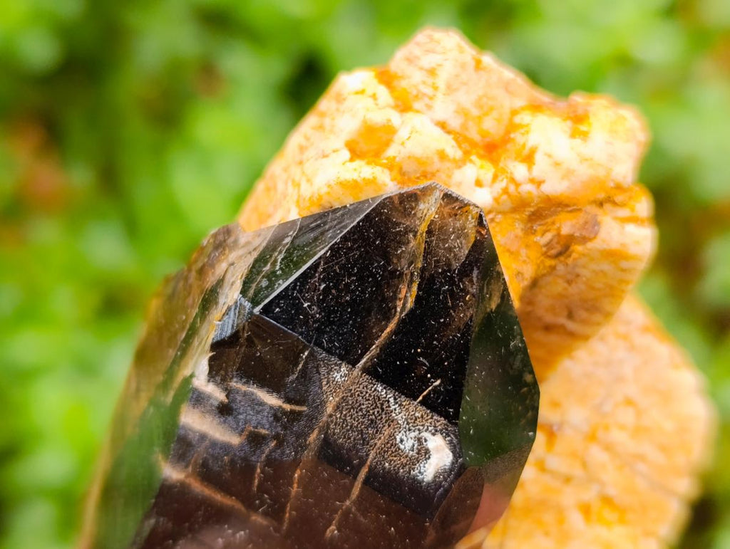 Natural Morion Smokey Quartz Crystals x 39 From Mulanje, Malawi