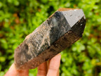Natural Morion Smokey Quartz Crystals x 39 From Mulanje, Malawi