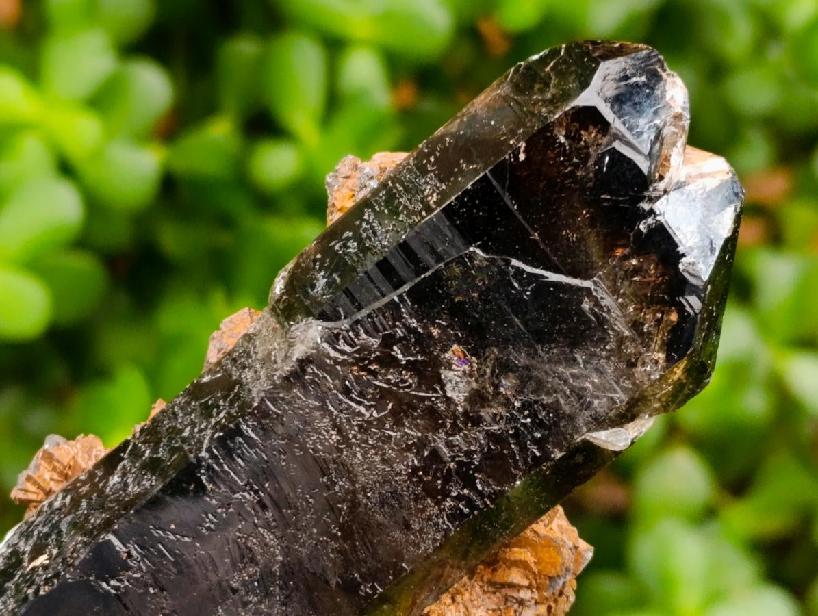 Natural Morion Smokey Quartz Crystals x 39 From Mulanje, Malawi