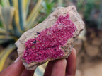 Natural Salrose Cobaltion Dolomite Specimens x 6 From Kakanda, Congo