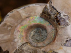 Polished Mix of Cleoniceras "Jigsaw" Ammonite and Douvilleiceras Fossils x 8 From Madagascar