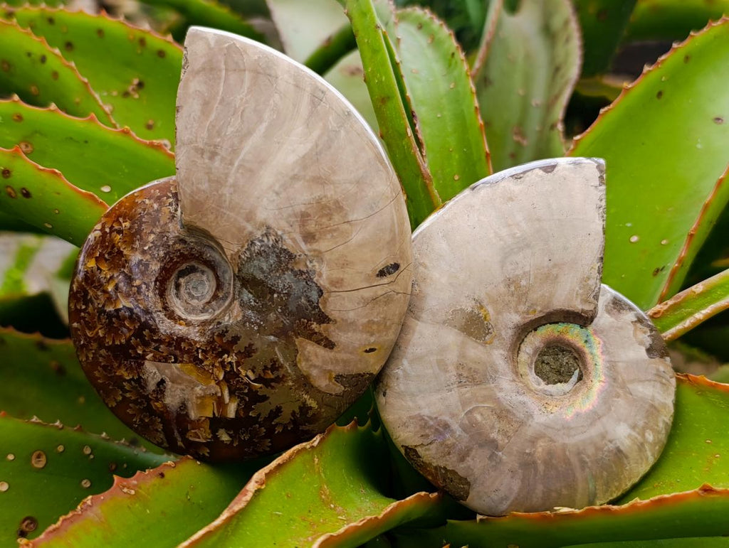 Polished Mix of Cleoniceras "Jigsaw" Ammonite and Douvilleiceras Fossils x 8 From Madagascar
