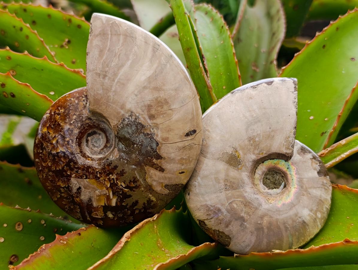 Polished Mix of Cleoniceras "Jigsaw" Ammonite and Douvilleiceras Fossils x 8 From Madagascar