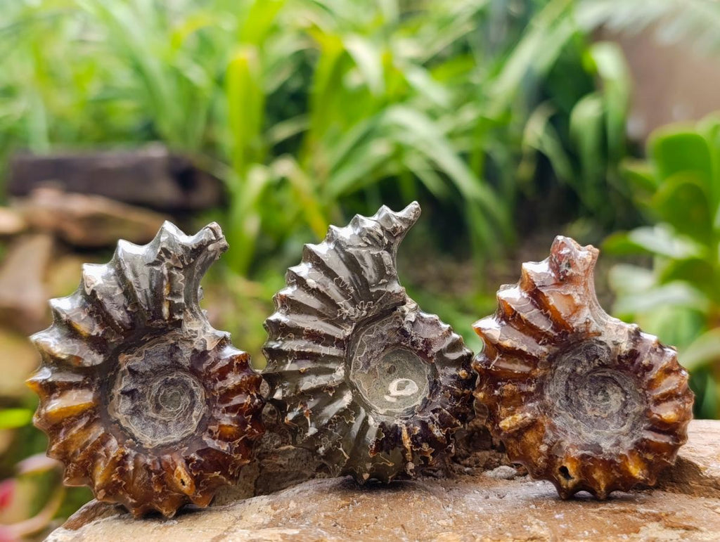 Polished Mix of Cleoniceras "Jigsaw" Ammonite and Douvilleiceras Fossils x 8 From Madagascar