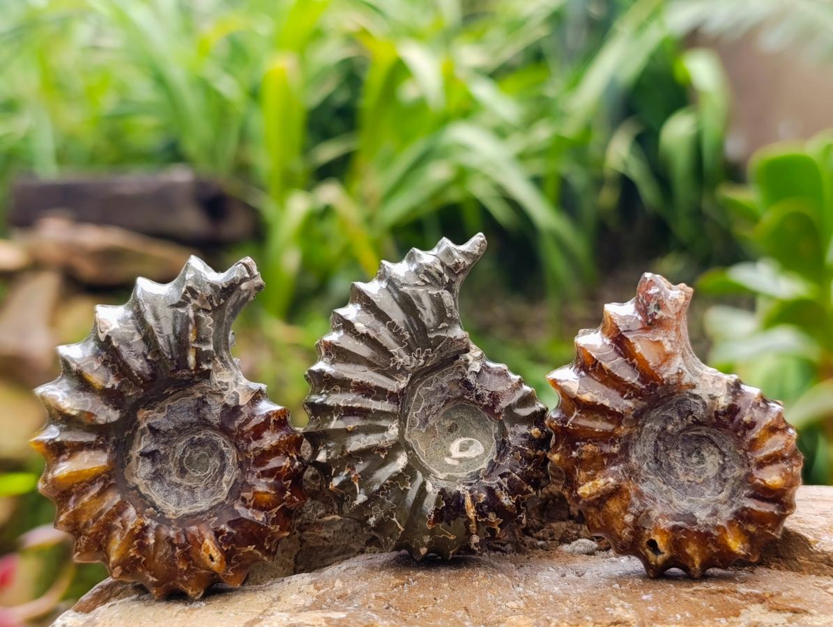 Polished Mix of Cleoniceras "Jigsaw" Ammonite and Douvilleiceras Fossils x 8 From Madagascar