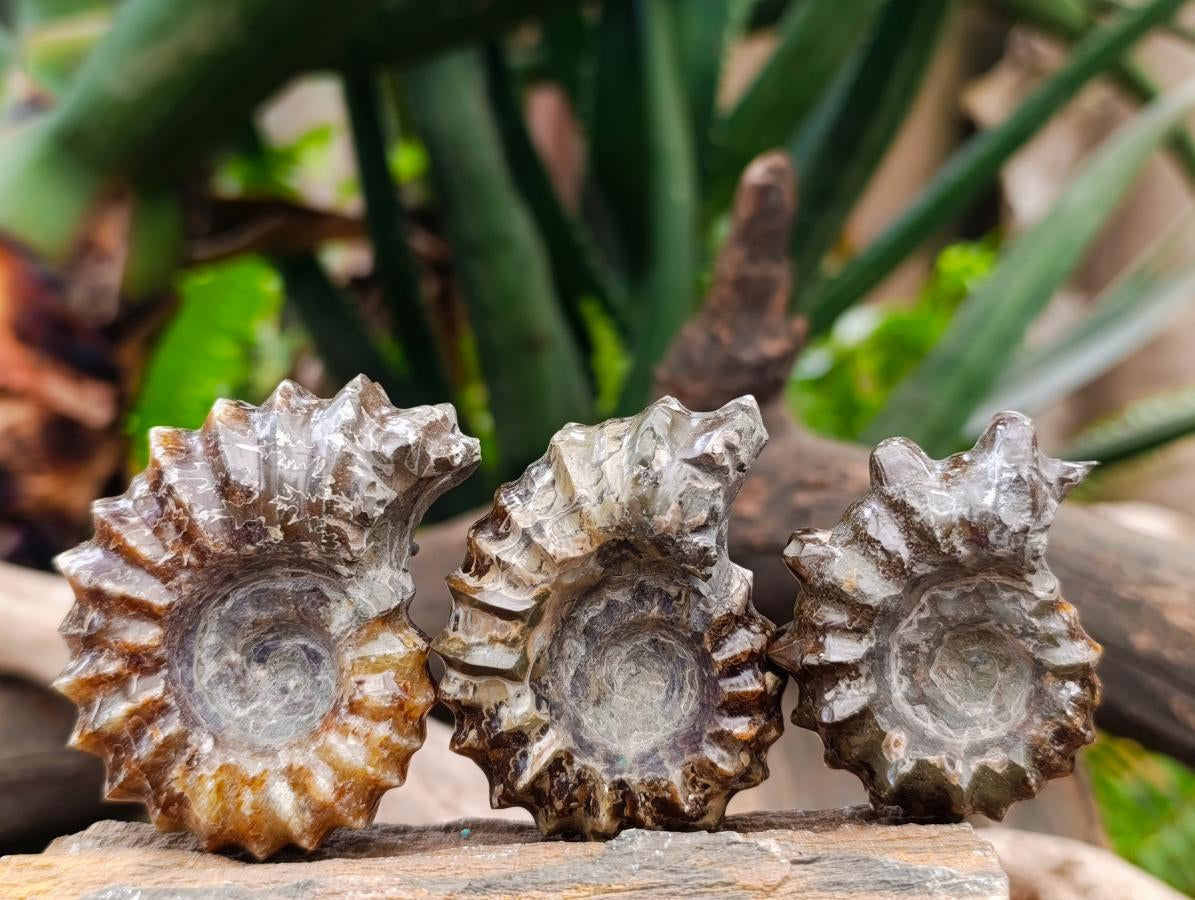 Polished Mix of Cleoniceras "Jigsaw" Ammonite and Douvilleiceras Fossils x 8 From Madagascar
