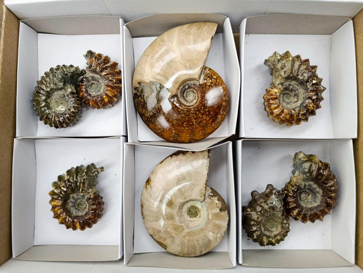 Polished Mix of Cleoniceras "Jigsaw" Ammonite and Douvilleiceras Fossils x 8 From Madagascar