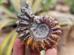 Polished Mix of Cleoniceras "Jigsaw" Ammonite and Douvilleiceras Fossils x 8 From Madagascar