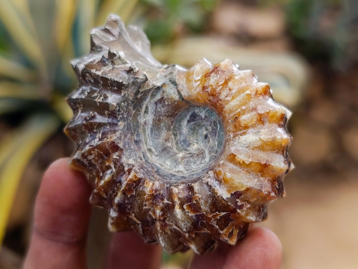 Polished Mix of Cleoniceras "Jigsaw" Ammonite and Douvilleiceras Fossils x 8 From Madagascar