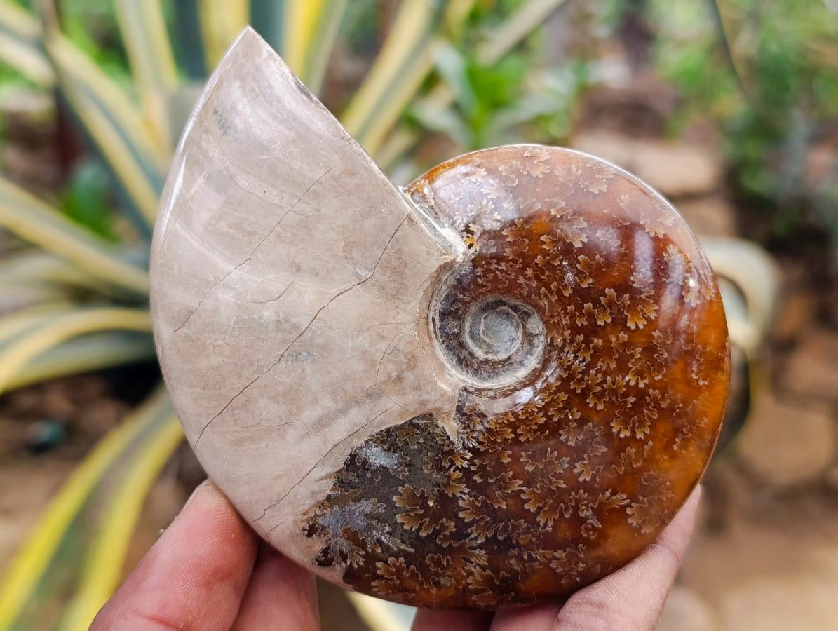 Polished Mix of Cleoniceras "Jigsaw" Ammonite and Douvilleiceras Fossils x 8 From Madagascar