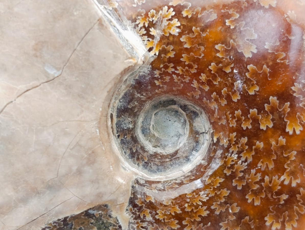 Polished Mix of Cleoniceras "Jigsaw" Ammonite and Douvilleiceras Fossils x 8 From Madagascar