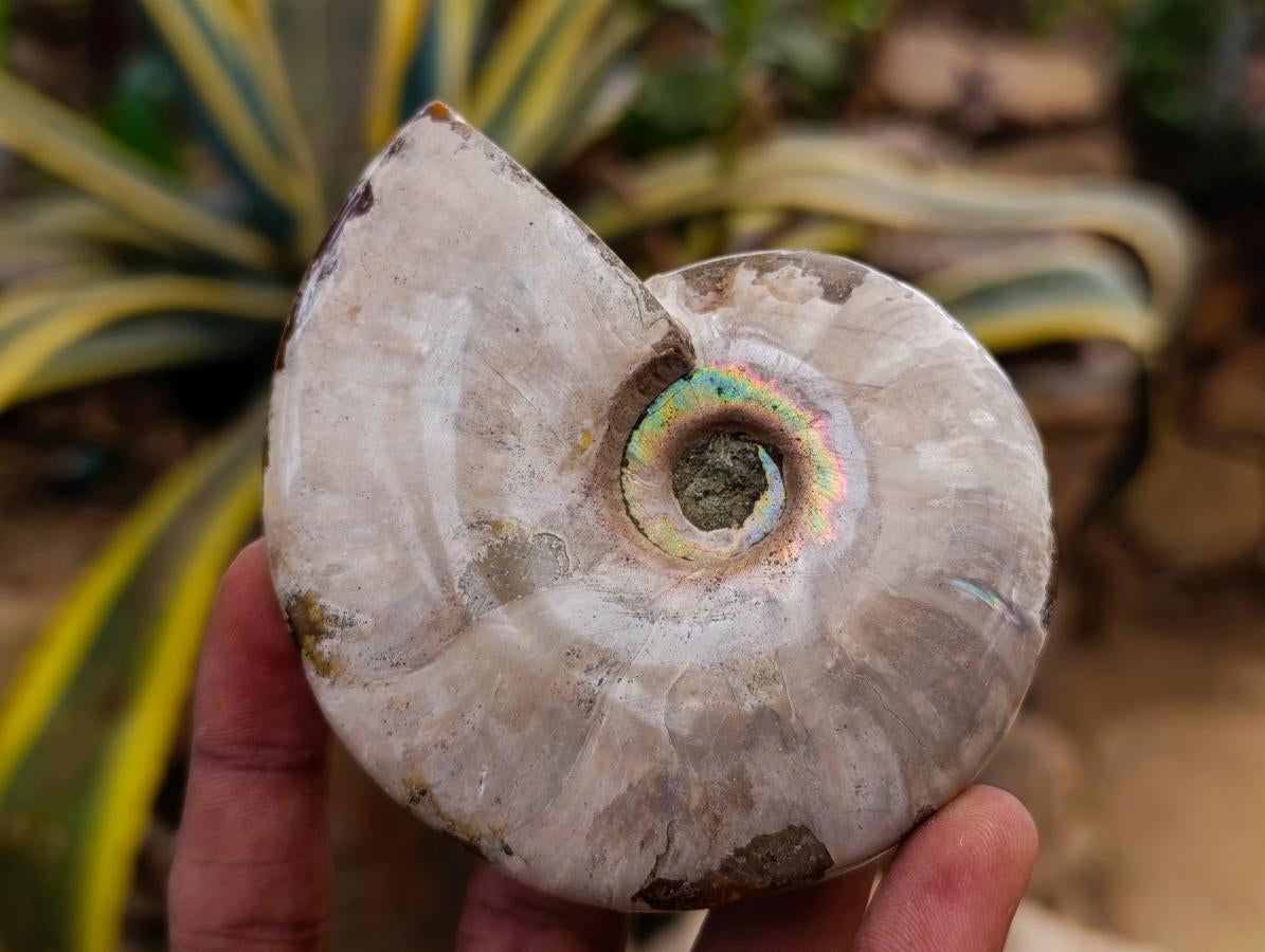 Polished Mix of Cleoniceras "Jigsaw" Ammonite and Douvilleiceras Fossils x 8 From Madagascar