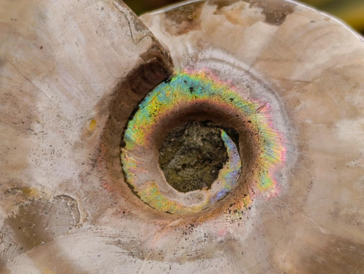 Polished Mix of Cleoniceras "Jigsaw" Ammonite and Douvilleiceras Fossils x 8 From Madagascar