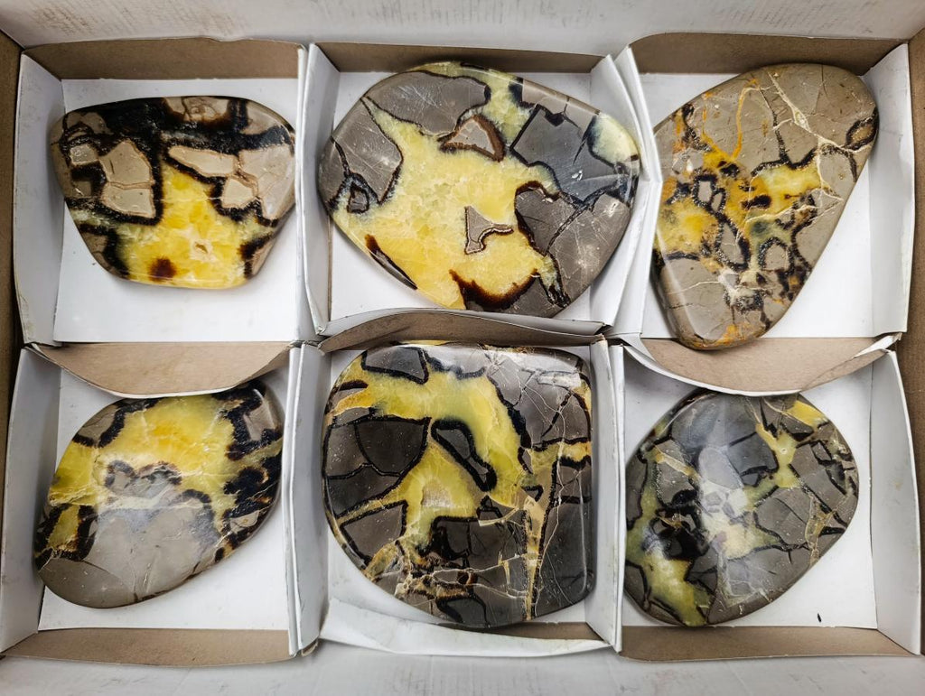 Polished Septerye Slices x 6 From Mahajanga, Madagascar