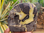 Polished Septerye Slices x 6 From Mahajanga, Madagascar