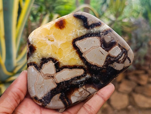 Polished Septerye Slices x 6 From Mahajanga, Madagascar