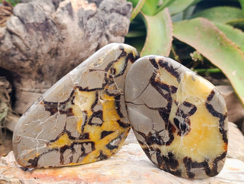 Polished Septerye Slices x 6 From Mahajanga, Madagascar