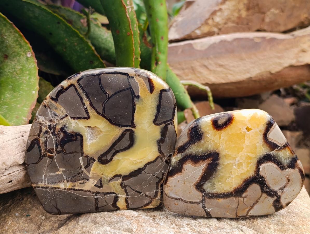 Polished Septerye Slices x 6 From Mahajanga, Madagascar