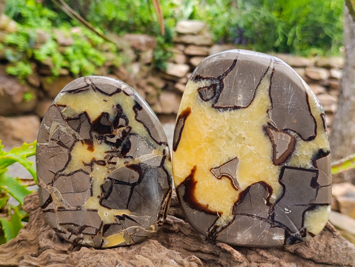 Polished Septerye Slices x 6 From Mahajanga, Madagascar