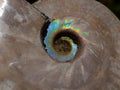 Polished Opalized Cleoniceras Ammonite Fossils x 2 From Tulear, Madagascar - Toprock Gemstones and Minerals 