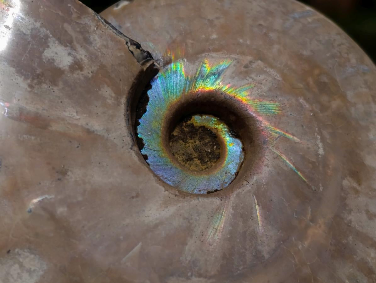 Polished Opalized Cleoniceras Ammonite Fossils x 2 From Tulear, Madagascar