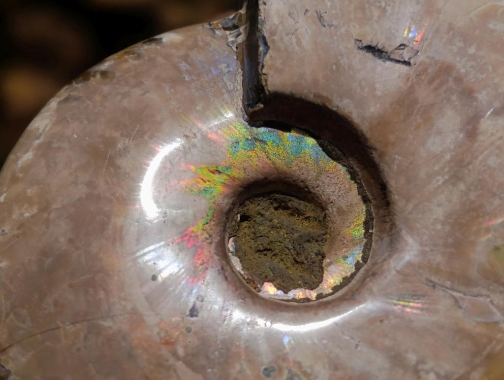 Polished Opalized Cleoniceras Ammonite Fossils x 2 From Tulear, Madagascar - Toprock Gemstones and Minerals 