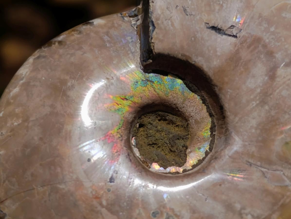 Polished Opalized Cleoniceras Ammonite Fossils x 2 From Tulear, Madagascar - Toprock Gemstones and Minerals 