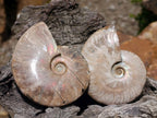 Polished Opalized Cleoniceras Ammonite Fossils x 2 From Tulear, Madagascar - Toprock Gemstones and Minerals 