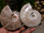 Polished Opalized Cleoniceras Ammonite Fossils x 2 From Tulear, Madagascar - Toprock Gemstones and Minerals 