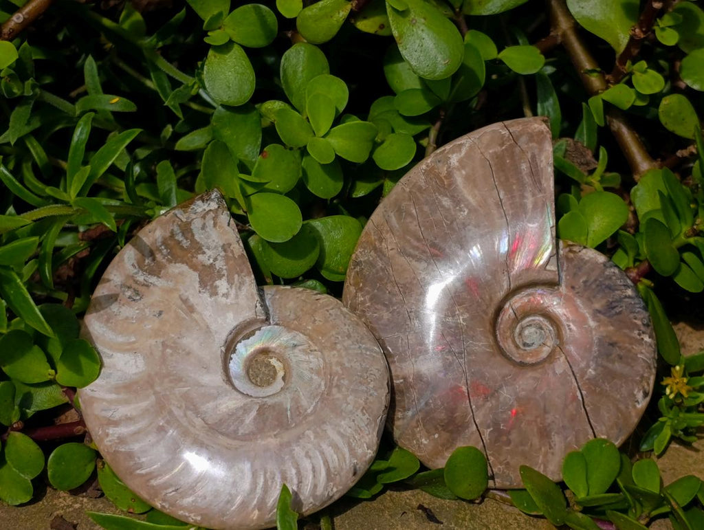 Polished Opalized Cleoniceras Ammonite Fossils x 2 From Tulear, Madagascar - Toprock Gemstones and Minerals 