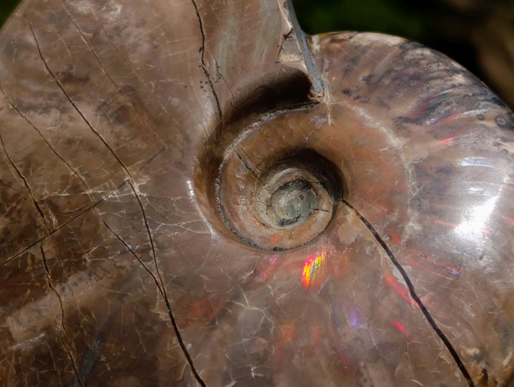 Polished Opalized Cleoniceras Ammonite Fossils x 2 From Tulear, Madagascar - Toprock Gemstones and Minerals 