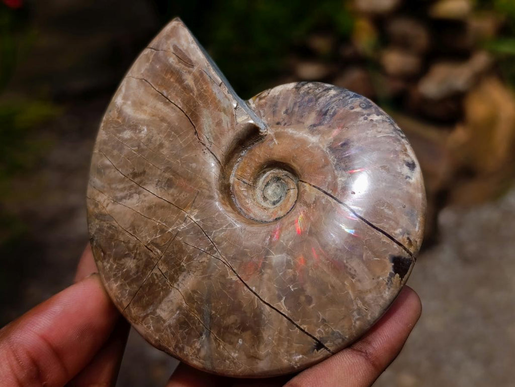 Polished Opalized Cleoniceras Ammonite Fossils x 2 From Tulear, Madagascar - Toprock Gemstones and Minerals 