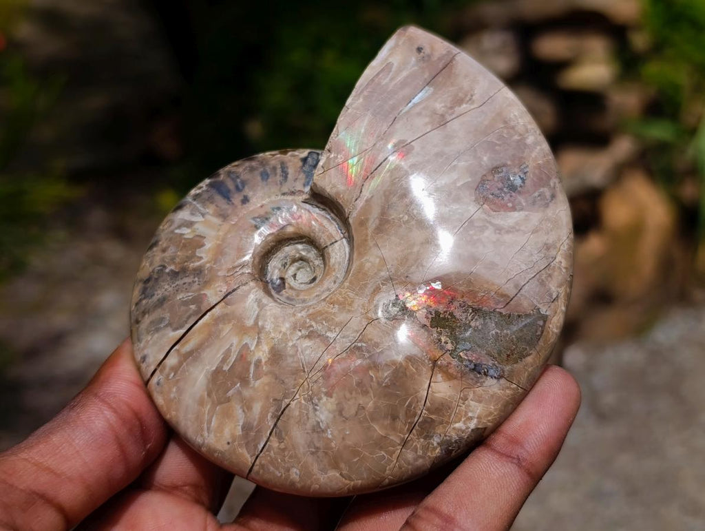 Polished Opalized Cleoniceras Ammonite Fossils x 2 From Tulear, Madagascar - Toprock Gemstones and Minerals 