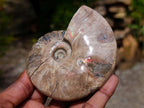 Polished Opalized Cleoniceras Ammonite Fossils x 2 From Tulear, Madagascar - Toprock Gemstones and Minerals 