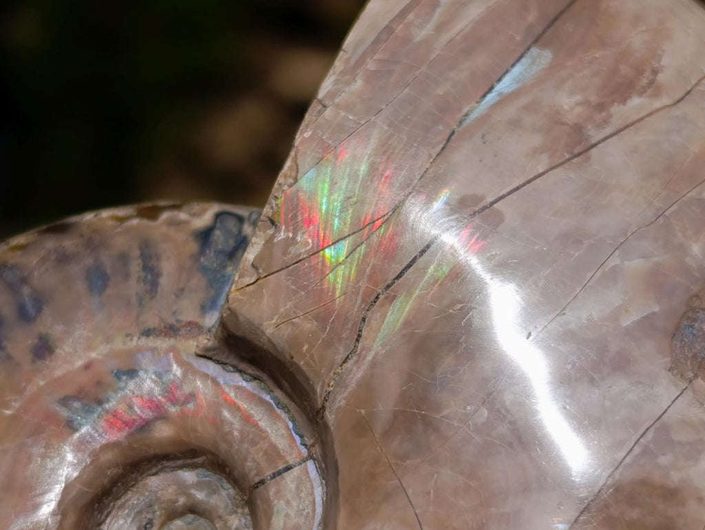 Polished Opalized Cleoniceras Ammonite Fossils x 2 From Tulear, Madagascar - Toprock Gemstones and Minerals 