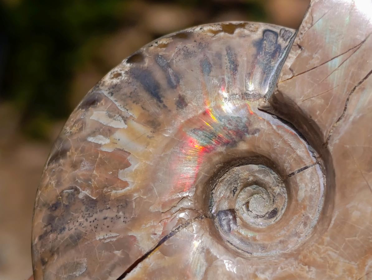 Polished Opalized Cleoniceras Ammonite Fossils x 2 From Tulear, Madagascar - Toprock Gemstones and Minerals 