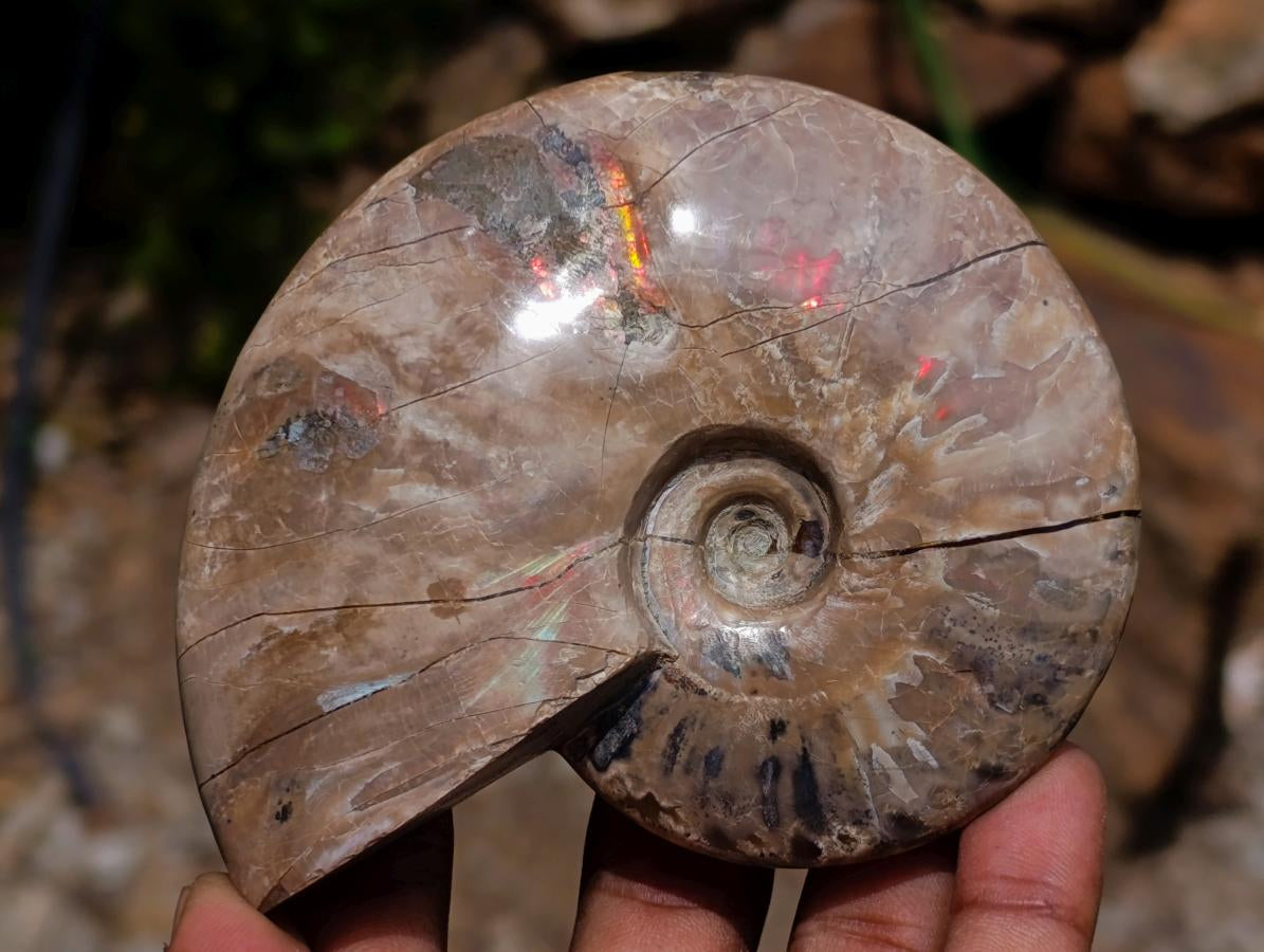 Polished Opalized Cleoniceras Ammonite Fossils x 2 From Tulear, Madagascar - Toprock Gemstones and Minerals 
