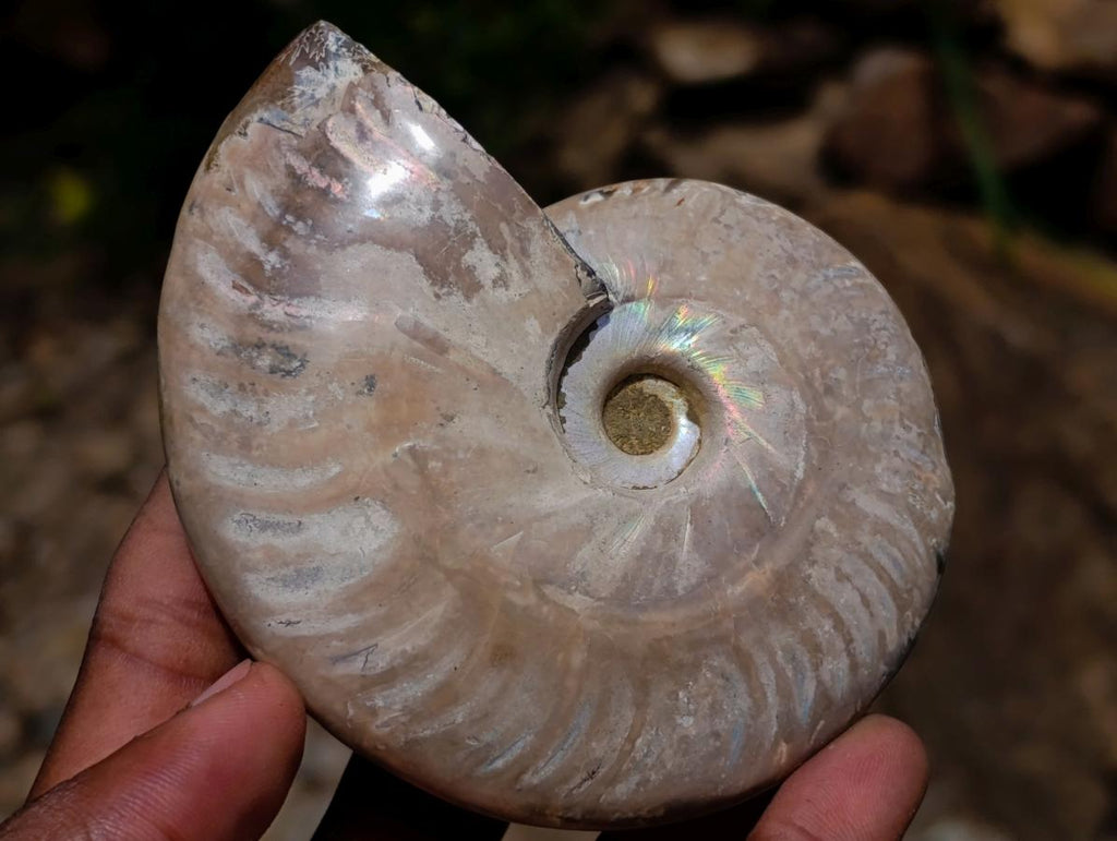 Polished Opalized Cleoniceras Ammonite Fossils x 2 From Tulear, Madagascar - Toprock Gemstones and Minerals 