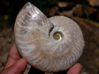Polished Opalized Cleoniceras Ammonite Fossils x 2 From Tulear, Madagascar - Toprock Gemstones and Minerals 