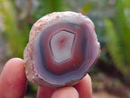 Polished One Side Red Shashe River Agate Nodules x 35 From Shashe River, Zimbabwe