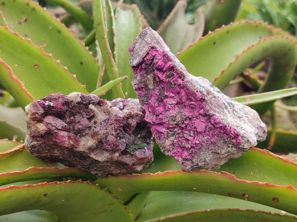 Natural Salrose Cobaltion Dolomite Specimens with Crystalline Malachite Crystals x 6 From Kakanda, Congo