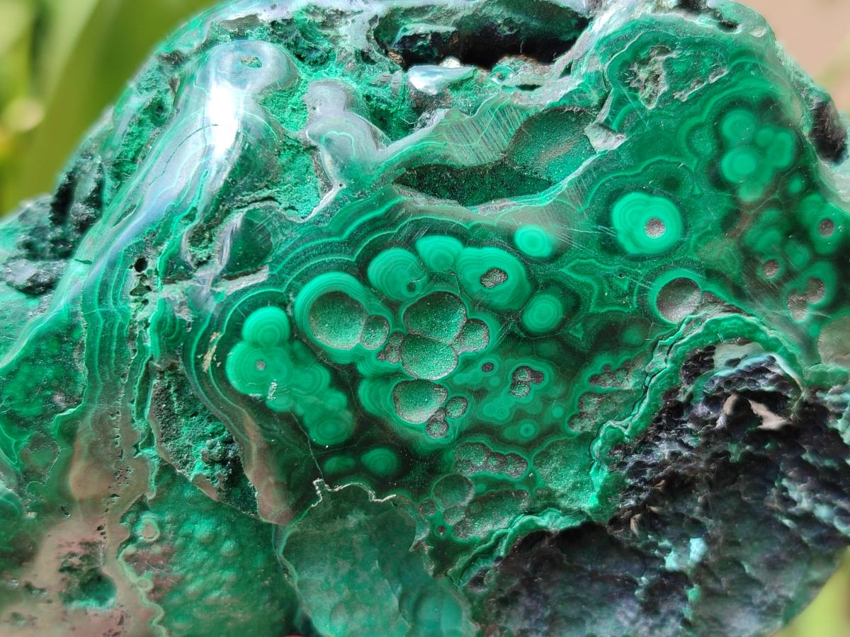 Polished Flower Banded Malachite and Malacolla Free Forms x 2 From Congo