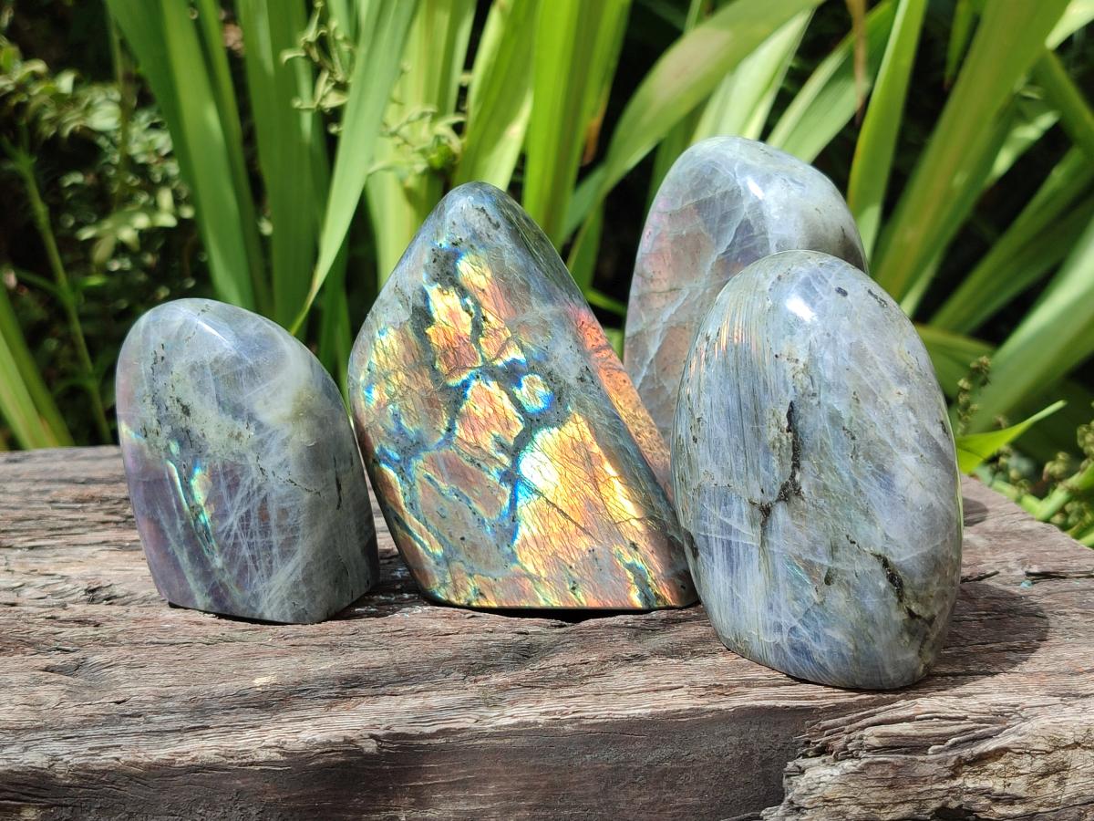 Polished Rare Purple Sunset Flash Labradorite Standing Free Forms x 6 From Madagascar