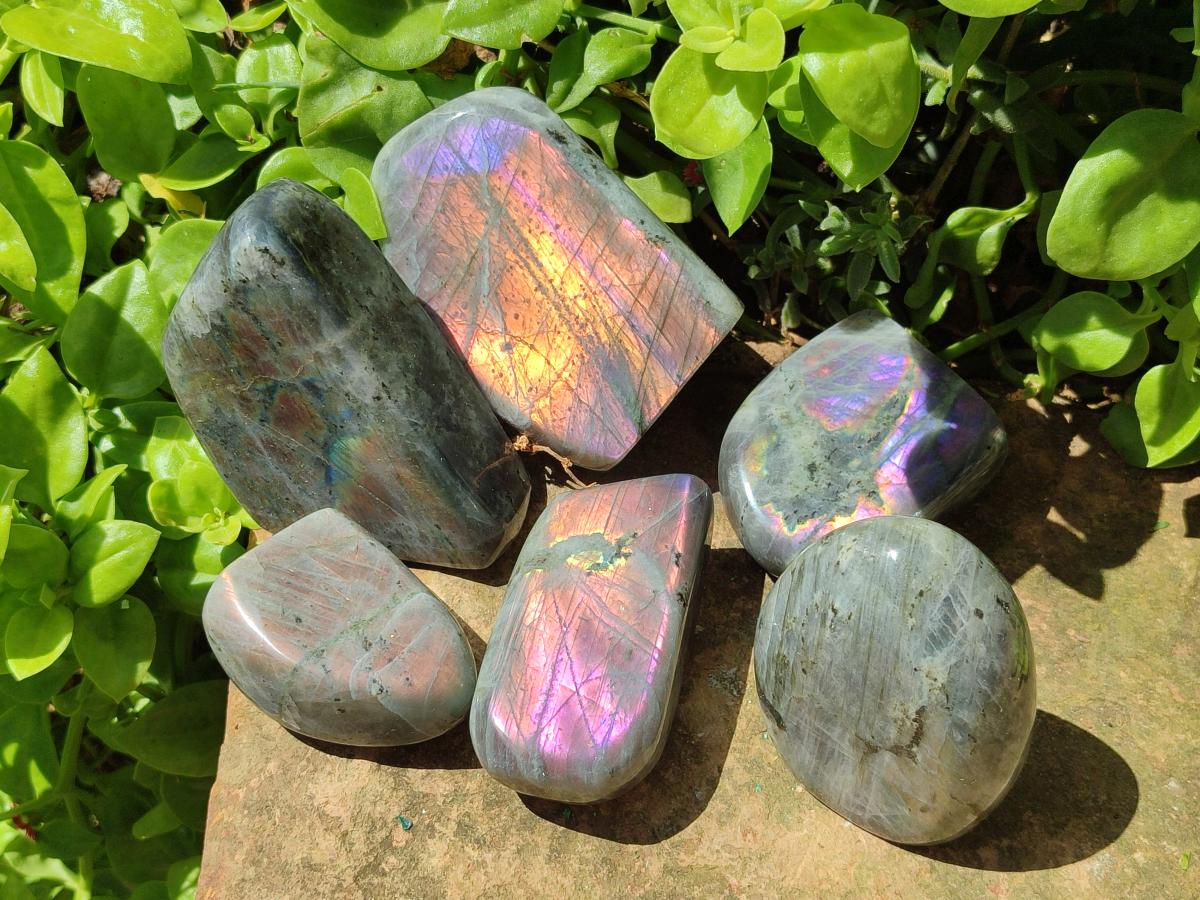 Polished Rare Purple Sunset Flash Labradorite Standing Free Forms x 6 From Madagascar