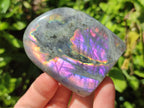 Polished Rare Purple Sunset Flash Labradorite Standing Free Forms x 6 From Madagascar