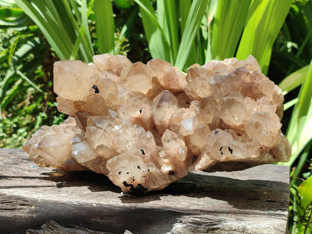 Natural XL Smokey Citrine Phantom Quartz Cluster x 1 From Luena, Congo
